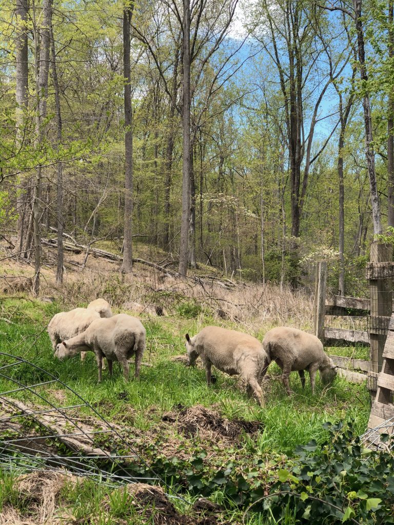 homesteading-after-retirement